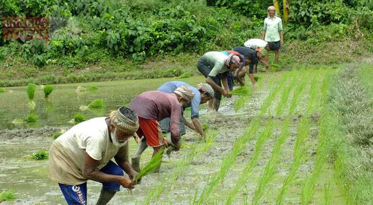 রোপা আমন ধানের চারা রোপণে ব্যস্ত কৃষক